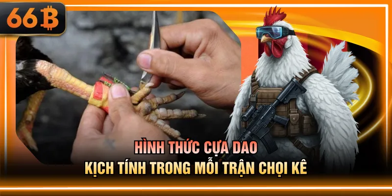 Hình thức cựa dao kịch tính trong mỗi trận chọi kê